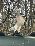 Takla Duiven, Dieren en Toebehoren, Vogels | Duiven