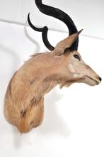 Grote opgezette koedoe hoorns kop Afrika antilope EYECATCHER, Verzamelen, Dierenverzamelingen, Ophalen of Verzenden, Gebruikt