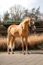 Ter dekking, Dieren en Toebehoren, Pony's, Dressuurpony, Hengst, 3 tot 6 jaar, L