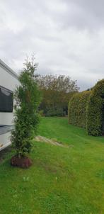 Coniferen  thuja Brabant 250 cm, Tuin en Terras, Planten | Bomen, Bloeit niet, Halfschaduw, 100 tot 250 cm, Overige soorten