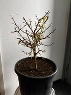 Prachtige bonsai achtige bougainvillea op stam!!, Overige soorten, Minder dan 100 cm, Zomer, Ophalen