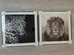 Fotolijst leeuw en jaguar, Huis en Inrichting, Woonaccessoires | Schilderijen, Tekeningen en Foto's, Ophalen, 50 tot 75 cm, Nieuw