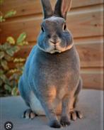 2 rex konijntjes. "Echte" dwerg, Dieren en Toebehoren, Konijnen, Meerdere dieren, Dwerg