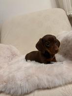 Liefdevolle dwergteckels, CDV (hondenziekte), 8 tot 15 weken, Korthaar, Teef