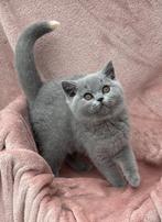 Prachtig blauw tortie (BSH g) kitten (met stamboom), Poes, Gechipt, 0 tot 2 jaar