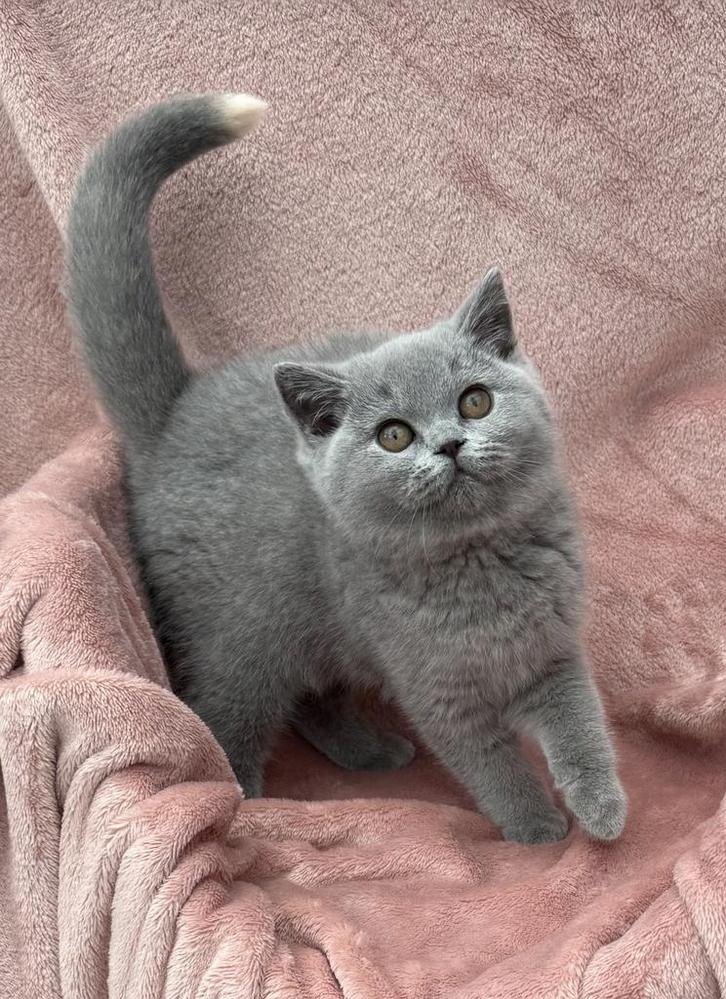 Prachtig blauw tortie (BSH g) kitten (met stamboom), Dieren en Toebehoren, Katten en Kittens | Raskatten | Korthaar, Poes, 0 tot 2 jaar