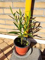 Witte oleander 40 cm, Zomer, Vaste plant, Ophalen, Volle zon