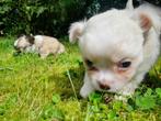 Chihuahua pup mini langhaar, CDV (hondenziekte), 8 tot 15 weken, Meerdere, Meerdere dieren