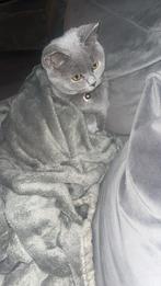 Britse korthaar, Dieren en Toebehoren, Kater, Gechipt