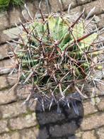 Cactus, Tuin en Terras, Ophalen