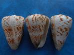 Schelpen: Conus caracteristicus Fischer f++/gem 50-60mm, Verzamelen, Mineralen en Fossielen, Verzenden, Schelp(en)