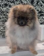 Te koop: Pomeranian (6mnd), Dieren en Toebehoren, 15 weken tot 1 jaar, Parvo, Eén hond, Nederland