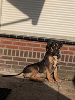 American Bully xl the koop, Dieren en Toebehoren, Honden | Herdershonden en Veedrijvers, Rabiës (hondsdolheid), 15 weken tot 1 jaar