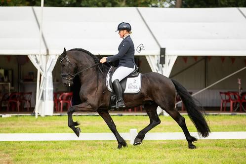 Talentvolle 7 jarige Friese ruin., Dieren en Toebehoren, Paarden, Ruin, L, 3 tot 6 jaar, Dressuurpaard, Met stamboom, Gechipt