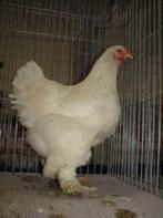 Grote hanen- Middel grote Hanen- Krielhanen......, Dieren en Toebehoren, Mannelijk, Kip