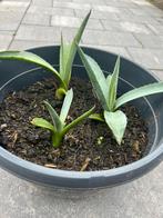 3 agave stekjes inclusief pot, Ophalen, Bloeit niet, Overige soorten, Volle zon