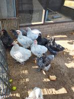 Orpington hanen, Dieren en Toebehoren, Pluimvee, Meerdere dieren, Kip