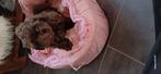 Toy poedel keer schitzhu  bruin, Dieren en Toebehoren, Honden | Chihuahua's en Gezelschapshonden, Poedel, CDV (hondenziekte), 8 tot 15 weken