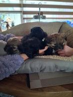 mooie boomer shih-tzu pups, Parvo, Overige rassen, 8 tot 15 weken, Meerdere