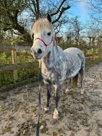 Verzorger/Stalhulp GEZOCHT, Diensten en Vakmensen, Verzorging of Verzorgpony's