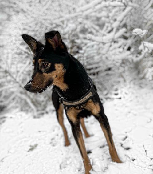 Spoed CEECEE verblijft in zeeland, Dieren en Toebehoren, Honden | Jack Russells en Terriërs, Teef, Overige rassen, Particulier
