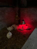 Vleeskuikens Ross308, Meerdere dieren, Kip