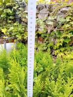 Coniferen 35 cm, Tuin en Terras, Planten | Tuinplanten, Ophalen, Bloeit niet, Overige soorten, Volle zon