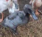 Prachtige woerden beschikbaar, indische loopeenden, Meerdere dieren, Eend