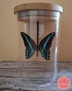 Graphium sarpedon vlinder in glazen pot, Ophalen, Zo goed als nieuw, Insect, Opgezet dier