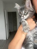 Prachtige main coon kitten, Dieren en Toebehoren, Katten en Kittens | Raskatten | Langhaar, Kater, Ontwormd
