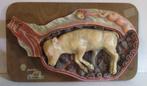 oud gipsen anatomisch model kalfje in baarmoeder Somso, Antiek en Kunst, Verzenden