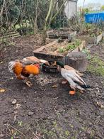 Loopeenden en Haan, Dieren en Toebehoren, Pluimvee, Meerdere dieren, Eend