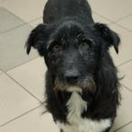 Snoopy zoekt een lieve baas!, Dieren en Toebehoren, Honden | Niet-rashonden, Rabiës (hondsdolheid), 1 tot 2 jaar, Buitenland, Eén hond