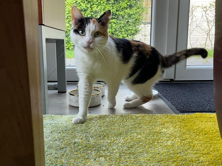 I.v.m. verhuizing, lieve poes zoekt warm thuis., Dieren en Toebehoren, Katten en Kittens | Overige Katten, Kortharig, Poes, 6 jaar of ouder