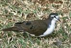 tamboerijn duifjes, Dieren en Toebehoren, Vogels | Overige Vogels, Meerdere dieren
