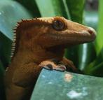 Wimpergekko’s Correlophus ciliatus, Dieren en Toebehoren, Reptielen en Amfibieën, 0 tot 2 jaar, Hagedis