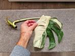 Monstera Deliciosa Albo stekken kamerplant, Huis en Inrichting, Kamerplanten, Ophalen of Verzenden, Halfschaduw, Minder dan 100 cm