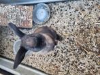 2 schattige jonge konijntjes, Geslacht onbekend