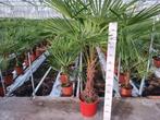 Winterharde Trachycarpus fortunei  1,70 m hoog, Tuin en Terras, Zomer, Volle zon, Ophalen, Palmboom