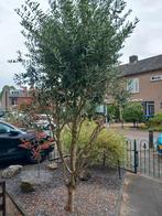 olijfboom, Tuin en Terras, Planten | Bomen, Ophalen, Volle zon, Olijfboom, 100 tot 250 cm