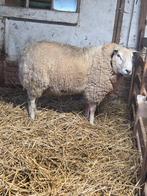 Dekram swifter, Mannelijk, Schaap