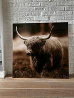 Glazen schilderij Schotse Hooglander 80x80 - Nieuwstaat, Huis en Inrichting, Ophalen, Zo goed als nieuw, Schilderij, 75 tot 100 cm
