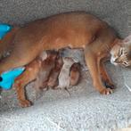 Abessijn kittens., Meerdere dieren, Met stamboom, 0 tot 2 jaar