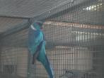 Barnard  parkiet blauw, Dieren en Toebehoren, Vogels | Parkieten en Papegaaien, Mannelijk, Parkiet