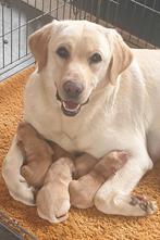 Labrador pups met FCI stamboom, Dieren en Toebehoren, CDV (hondenziekte), Particulier, Meerdere, 8 tot 15 weken