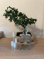 Amouage Reflection Man parfum sample/decant, Ophalen, Zo goed als nieuw