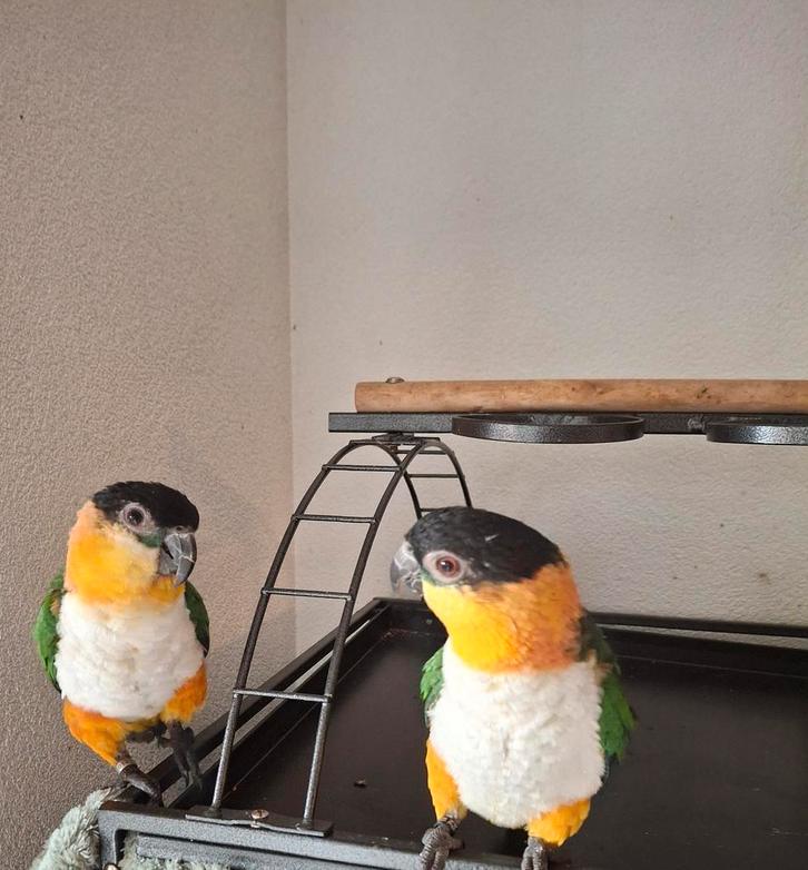 Twee Caique, Dieren en Toebehoren, Vogels | Parkieten en Papegaaien, Papegaai, Meerdere dieren