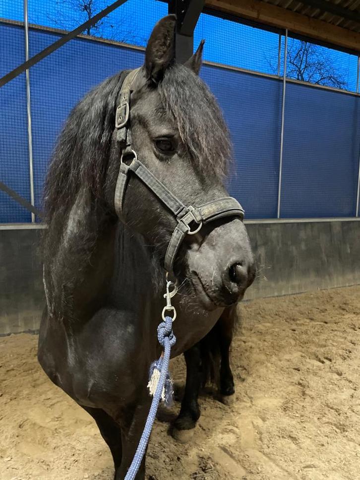 Schitterende Fries, Dieren en Toebehoren, Paarden, Ruin, Minder dan 160 cm, 11 jaar of ouder, Gechipt, Ontwormd, Ingeënt