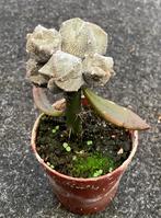 Cactus, Astrophytum, Huis en Inrichting, Kamerplanten, Ophalen of Verzenden, Cactus, Volle zon, Minder dan 100 cm