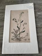 Orginele oude gravures van planten., Antiek en Kunst, Kunst | Etsen en Gravures, Verzenden